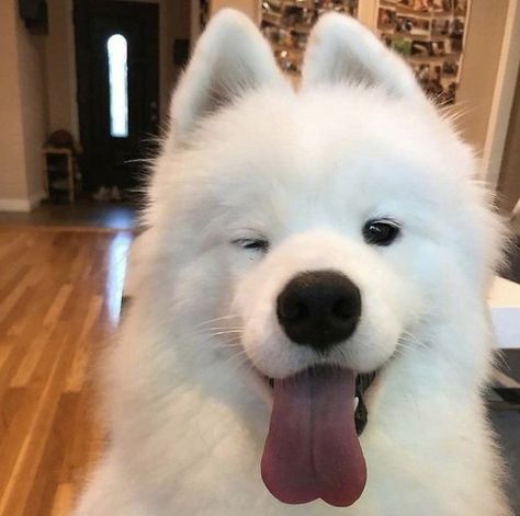 Dog, cute, white fluffy dog, winky face, dog winky face, dog winking, dog tongue out Fluffy Dog Breeds, Big Fluffy Dogs, Samoyed Puppy, Samoyed Dogs, Fluffy Dogs, White Dog, Cute Creatures, Baby Dogs, Cute Little Animals