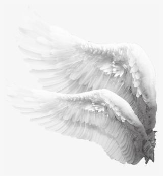 @𝐯𝐚𝐥𝐟𝐢𝐞𝐧 Angel Wings Png, Baby Angel Wings, Angel Clipart, Wings Png, White Angel Wings, Wings Drawing, Wings Art, Angel Aesthetic, White Angel