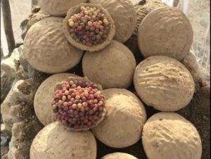 The Ancient Afghan method of preserving grapes - Farmizen Survival Storage, Pear Varieties, Storing Fruit, Fruit Fresh, Local Fruit, Sustainable Food, Seasonal Food, Fruit In Season, Design Packaging