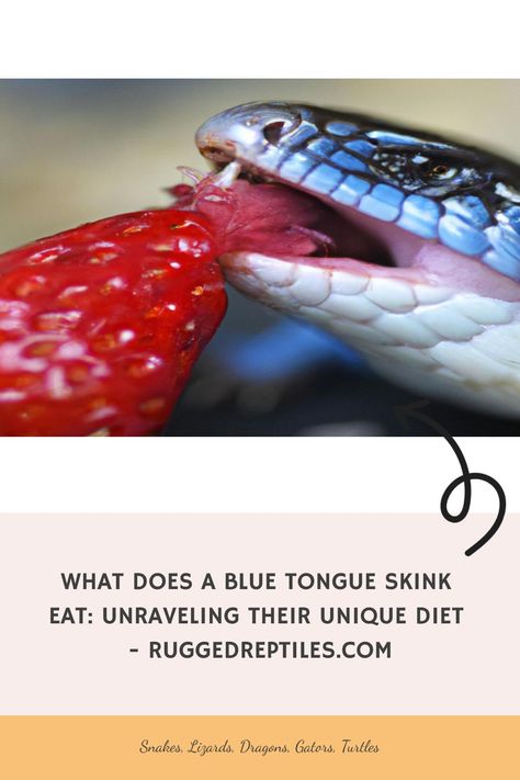 Blue Tongue Skinks, known for their distinctive blue tongues and docile nature, have captivated reptile enthusiasts worldwide. Understanding their unique diet is essential to ensure their health and well-being. Blue Diy Blue Tongue Skink Enclosure, Lizard Food, High Sugar Foods, Blue Tongue Skink, Calcium Rich Foods, Toxic Foods, Natural Diet, Well Balanced Diet, Variety Of Fruits