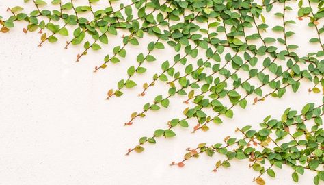 Creeping Fig Vine, Herb Business, Fig Vine, Creeping Fig, Weeping Fig, Ficus Benjamina, Painting The Roses Red, Hardiness Zones, Ficus Tree