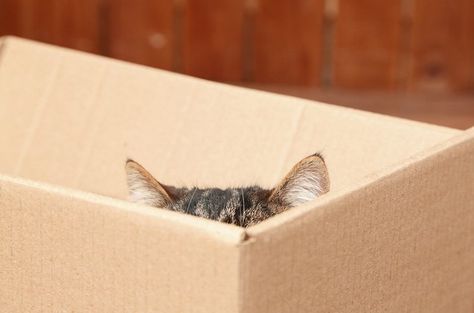 Here are a few reasons why cats love to hide out in these fortresses of solitude. Sneaky Cat, Cat Allergies, Cat Hiding, Cat Stories, Cat Condo, Cat Box, Cat Boarding, Cat Behavior, Cat Sleeping