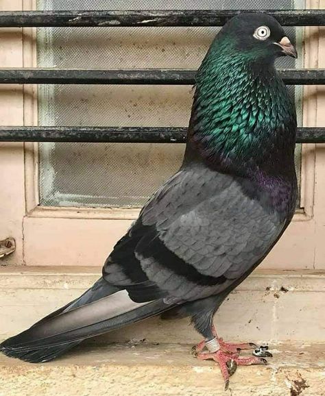 High Flying Pigeons, Cute Pigeon, Pigeon Pictures, Pigeon Loft, Pigeon Breeds, Racing Pigeons, Art Deco Artwork, Pigeon Bird, Bird Care