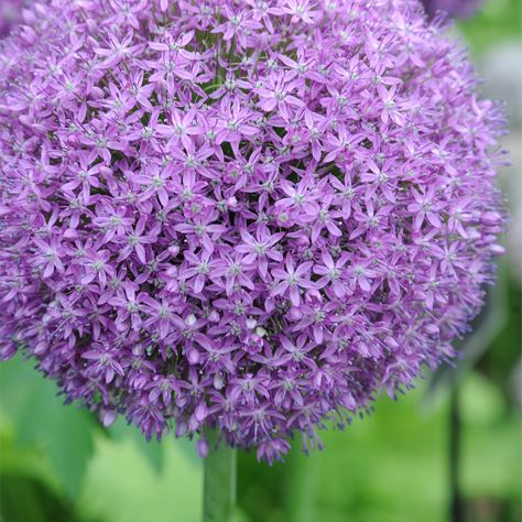 Allium 'Globemaster' (Large Plant) - Perennial & Biennial Plants - Thompson & Morgan Attracting Bees, Caicos Islands, Summer Garden, Garden Seeds, Trinidad And Tobago, Perennials, Seeds, Flowers, Plants