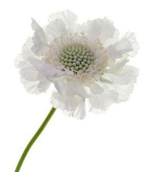 white scabious with light green center Preston Court Wedding, Farmgirl Flowers, Fiesta Colors, Flower Identification, Country Style Wedding, Boho Style Wedding, White Gardens, Elegant Flowers, Shades Of White