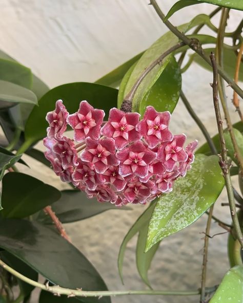 🌿HOYA BLOOMS MAKE ME HAPPY | share + save 🌿 It took four years for my Hoyas to start blooming, but once they did once, it feels like they haven’t stopped! So far only my Hoya pubicalyx splash and my Hoya Obovata splash are the only ones who have bloomed but I think see a peduncle on my Hoya Compacta Variegata! What Hoyas of yours have bloomed? And if none have so far, what Hoyas do you own that you want to see bloom? . . . . #hoyaheads #hoyabloom #hoyacompactavariegata #hoyaobovatasplash ... Hoya Variegata, Hoya Compacta, Hoya Obovata, Plant Care, Make Me Happy, To Start, Plants, Flowers, Green