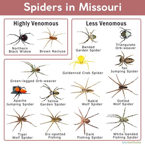 Spiders in Missouri: List with Pictures Spider Identification Chart, Giant House Spider, Spider Identification, Common Spiders, Hobo Spider, Dangerous Spiders, Spider House, Recluse Spider, Tiny Spiders