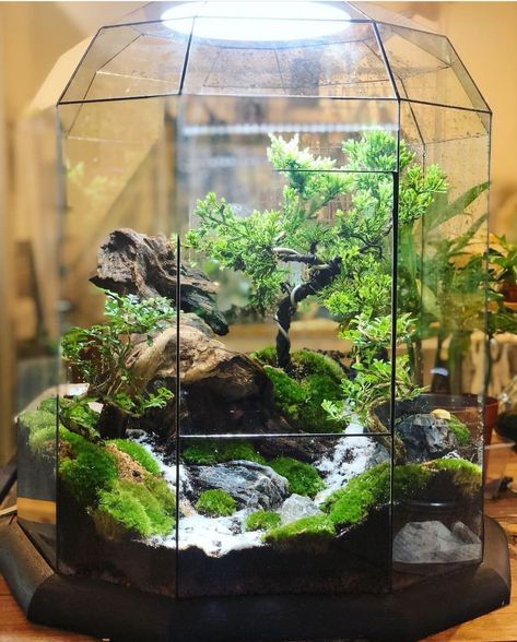 Herb Terrarium Indoor, Terrariums Ideas, Betta Fish Tank Ideas, Fish Tank Ideas, Plants Terrarium, Water Terrarium, Diy For Beginners, Unique Terrarium, Large Terrarium