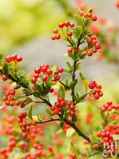 The dense, thorny branches of this semi-evergreen to evergreen shrub provide good shelter and nesting places as well as berries. A dense covering of red-orange berries wrap firethorn's (Pyrancantha spp.) branches in the fall, adding fall color that adds winter interest to the garden. The berries are preceded by white flowers in summer. Zones 7-9 Hiraeth Aesthetic, Mum Painting, Plate Sketch, Fruit References, Berries Aesthetic, Plant Reference, Fruit Branch, Floral Photos, Red Twig Dogwood