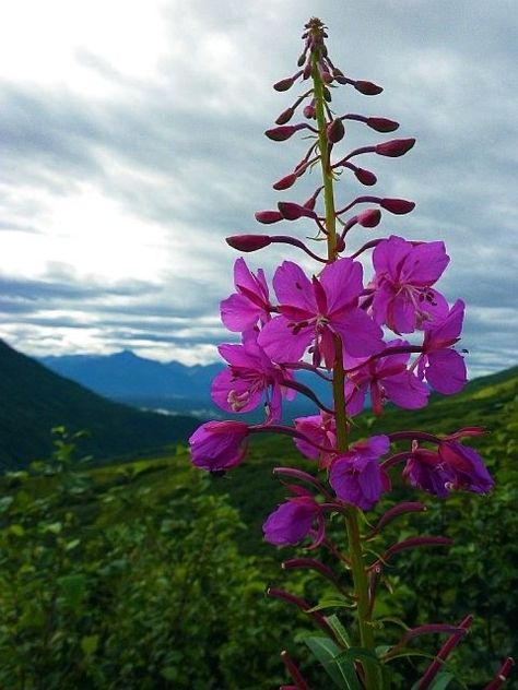 Alaska Fireweed, I Am Successful, Alaska Art, Alaska Wedding, Blue And Purple Flowers, Flower Field, Belleza Natural, Native Plants, Pretty Flowers