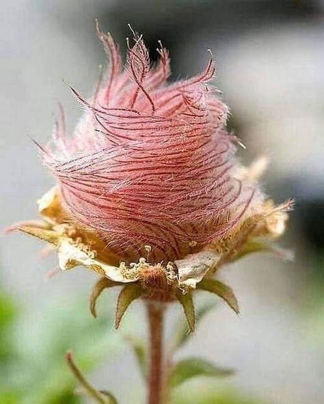 Very delicate beauty... 'Rose of Saron' 🌹  Also known as Creeping Avens or Prairie Smoke...   Their seeds are like grains of sand and can survive decades in the desert and at the first sign of water they sprout. Deer Resistant Flowers, Strawberry Flower, Rose Family, Rare Flowers, Fall Plants, Exotic Flowers, Perennial Plants, Flower Seeds, Native Plants