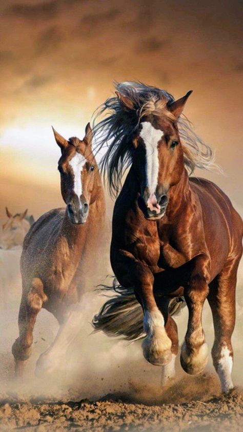 Wallpaper Iphone Horse, Horseshoe Aesthetic, Horse Aesthetic Wallpaper, Horses Decor, Horses Wall Art, Pictures Wall Decor, Horse Poster, Horse Running, Cute Horse Pictures