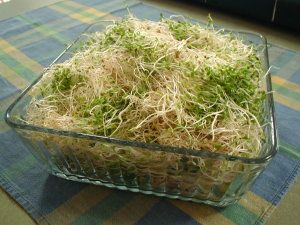 How To Store Sprouts, Micro Gardening, Sprouts Benefits, Microgreens Recipe, Radish Sprouts, Growing Sprouts, Functional Nutrition, Intermittent Fasting Diet, Micro Greens