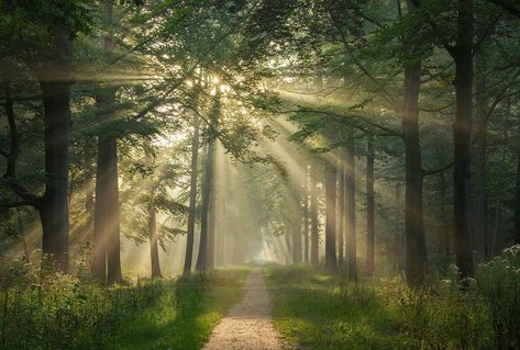 Magical Pathways, Nature Photography Trees, Forest Photos, Pretty Landscapes, Beautiful Forest, Forest Photography, Beautiful Nature Wallpaper, Nature Aesthetic, Beautiful Tree