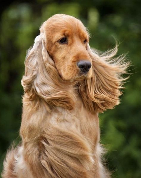 Beautiful red-gold English cocker spaniel—blowin’ in the wind. Cocker Spaniel Golden, Show Cocker Spaniel, English Cocker Spaniel Puppies, Golden Cocker, Golden Cocker Spaniel, Spaniel Art, Cocker Spaniel Puppies, Cocker Spaniel Dog, English Cocker