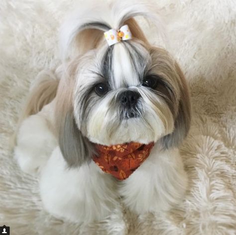 30 Great Names For Shih Tzu Dogs [PICTURES] - Dogtime Shih Tzu Hair Styles, Shih Tzu Training, Baby Shih Tzu, Shih Tzu Haircuts, Perro Shih Tzu, Chien Shih Tzu, Shitzu Dogs, Shih Tzu Grooming, Shitzu Puppies