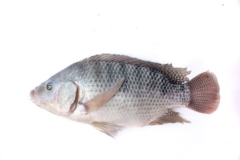 Tilapia fish isolated on white backgroun... | Premium Photo #Freepik #photo #tilapia #tilapia-fish #raw-fish #fresh-fish Fresh Tilapia, Tilapia Fish, Raw Fish, Fresh Fish, Premium Photo, White Background, Fish, Stock Photos, Paint