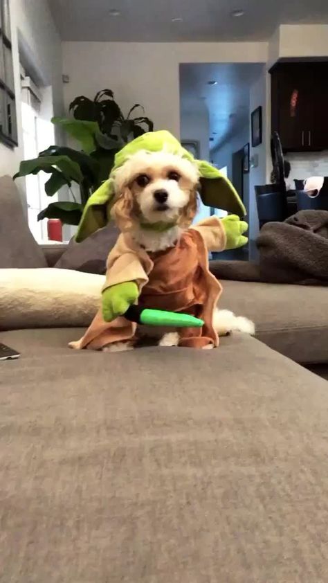 Yoda Dog Costume, Saluki Puppy, Best Dog Costumes, Small Dog Tattoos, Dog Costumes Funny, Dog Print Tattoo, Puppy Pose, Puppy Costume, Dog Line Art