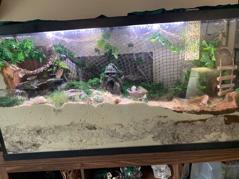 Hermit Crab Cage, Hermit Crab Homes, Crabby Patties, Hermit Crab Habitat, Hermit Crab Tank, Diy Tank, Reptile Room, Hermit Crab, Arachnids