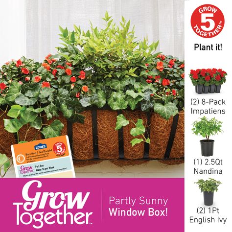 Masses of colorful flowers. Can be grown in full sun. Great for beds and borders. Easy to maintain. Lowe's Impatiens in 8-Pack Tray | NURSERY English Ivy, Window Boxes, Window Box, Better Together, Growing Plants, Colorful Flowers, Borders, Tray, Nursery