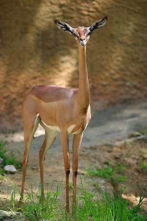 Gerenuk | mammal | Britannica Tattoo Anime, Anime Nails, Anime Tattoo, Animal Print Wallpaper, Animal Activities, Unusual Animals, Rare Animals, Anime Animals, Silly Animals