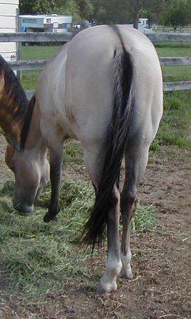 Same colt with picture taken from behind. Horses From Behind, Horse From Behind, Behind Reference, Horse Coloring, Horse Pictures, Body Colour, Art Reference, Horses, Quick Saves