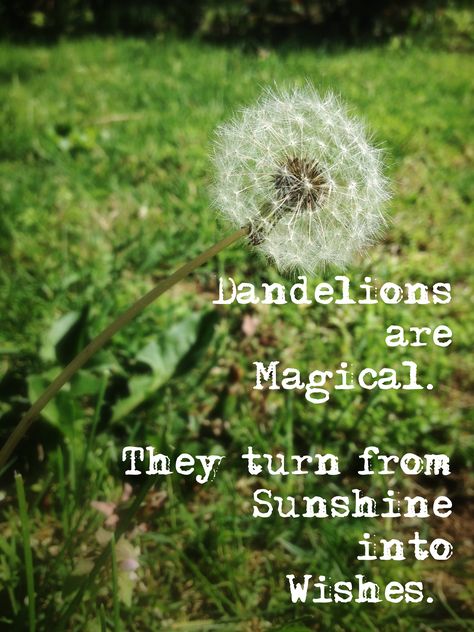 Dandelions are magical. They turn from sunshine into wishes. ~ Tabitha Black Make A Wish Quote, Dandelion Quotes, Make A Wish Dandelion, Citation Nature, Wish Dandelion, Dandelion Wishes, A Dandelion, Dandelion Wish, Notable Quotes