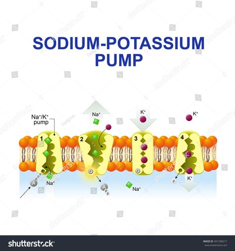 sodium-potassium pump. After binding ATP, the pump binds 3 ions sodium. ATP is hydrolyzed. the ions go to the outside. then The pump binds 2 ions potassium and transporting the ions into the cell. Sodium Potassium Pump, Iv Fluids, Medical School Studying, Biology Notes, Cell Biology, Nerve Cell, Anatomy And Physiology, The Cell, Paramedic