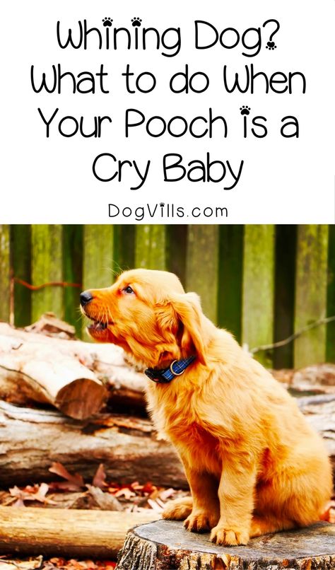 Dog Whining, Dog Crying, Training Puppy, Cat Crying, K9 Training, Dog Advice, Dog Tricks, Dog Training Classes, House Training Dogs