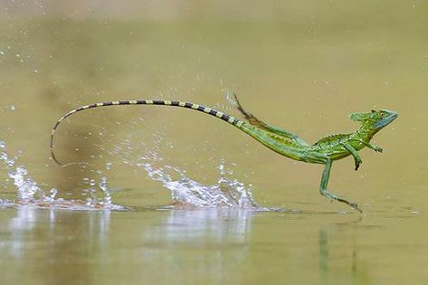 Basilisk Lizard, Unusual Animals, Reptiles And Amphibians, Weird Animals, Anaconda, Gecko, Amphibians, Beautiful Creatures, Animal Kingdom