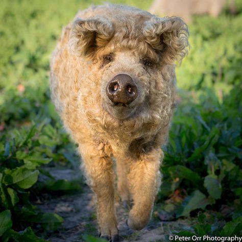 Mangalitza Pig | by peter orr photography .... This blonde Mangalitza pig is a rare breed originating from Hungary. Its thick hairy coat is similar to that of a sheep. This photo was taken near Ham in Wiltshire (no joke). Mangalitsa Pigs, Wooly Pig, Mangalitsa Pig, Fantasy Farm, Pig Breeds, Baby Donkey, Black Pig, Pig House, Pig Farming