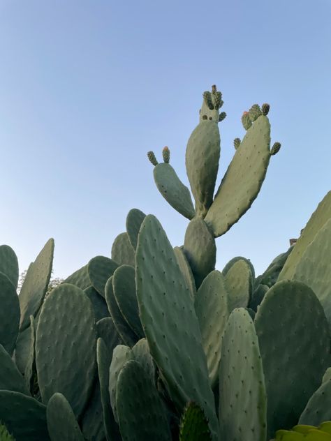 Cactus, western aesthetic, western background, country aesthetic Aesthetic Cactus, Cactus Aesthetic, Aesthetic Oc, Widget Board, Green Country, Texas Girl, Western Aesthetic, Inspo Pics, Green Nature