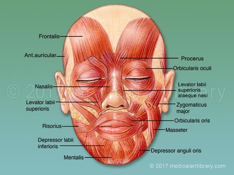 License Image The muscles that control facial expression, also called mimetic muscles. These muscles are controlled by the facial nerve, which has 5 main divisions described below. Five main divisions of the facial nerve and the muscles they control: 1) temporal The frontalis muscle of the forehead lifts the eyebrows. The anterior and superior auricular … Facial Muscles Anatomy, Face Muscles Anatomy, Muscle Names, Muscles Of Facial Expression, Subscapularis Muscle, Muscular System Anatomy, Forehead Lift, Nerve Anatomy, Muscles Of The Neck