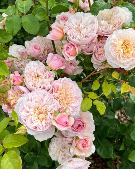 Romanticise your garden by adding the highly fragrant blooms of Emily Brontë (Ausearnshaw), an exceptionally healthy shrub rose that is ideal for gardeners looking for an exquisitely beautiful, yet low maintenance rose. Pink buds open to reveal an apricot-flushed centre, gently fading to creamy off-white over time. Emily Bronte Rose, Summer Display, Fairytale Garden, Rose Arbor, Emily Brontë, Food Plot, Fragrant Roses, Open Rose, Shrub Roses