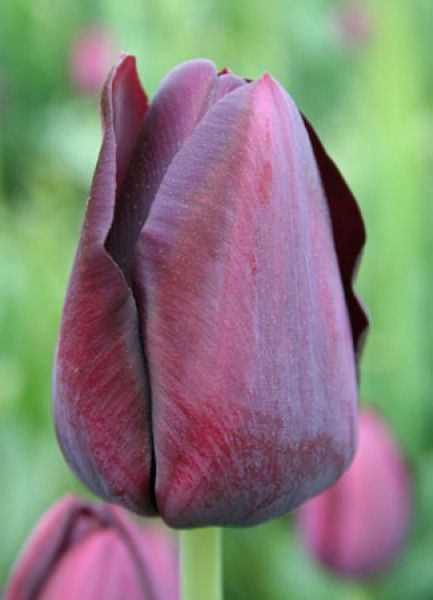 Tulip 'Queen of Night' Queen Of The Night Tulip, Queen Of Night, Bungalow Garden, Wonderland Flowers, Tulip Farm, Planting Tulips, Summer Flowering Bulbs, Queen Of The Night, Gardening Planting