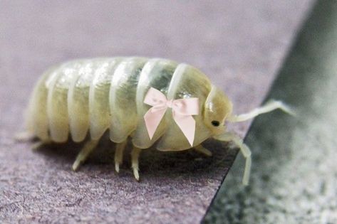 Giant Isopod Cute, Isopod Pfp, Isopod Drawing, Cute Isopod, Bug Core, Pill Bugs, Cute Insects, Giant Isopod, Cute Caterpillar