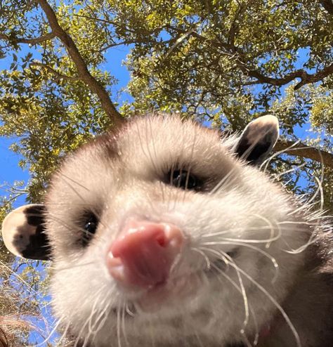 Opossum Profile Picture, Cute Opossums, Possum Profile Picture, Opposum Aesthetic, Goofy Possum, Possums Cute, Opossum Anatomy, Cute Opposum, Possum Pfp