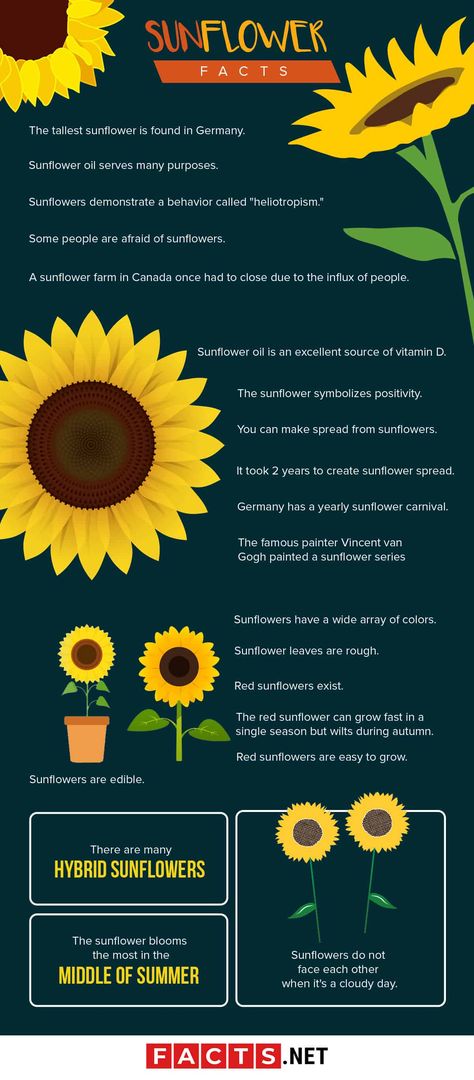 Sunflower Planting Tips, Facts About Sunflowers, Sunflower Party Themes, Sunflower Facts, Flower Facts, Sunflower Life Cycle, Perennial Sunflower, Types Of Sunflowers, Harvest Festivals