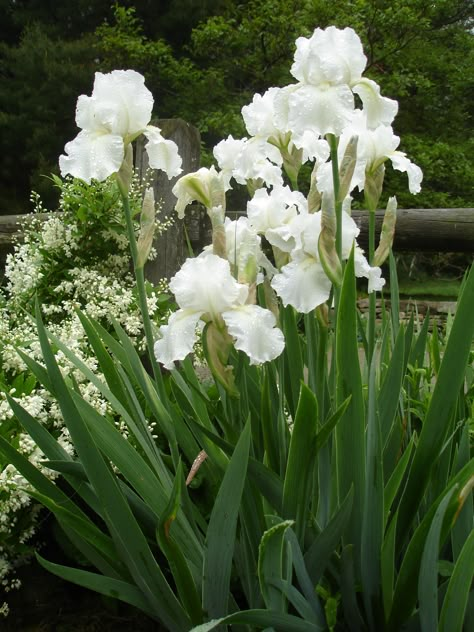 Flower Aesthetic White, White Flower Aesthetic, White Iris Flower, White Flowers Aesthetic, White Picket Fence Ideas, White Flower Arrangement, Picket Fence Ideas, White Flowers Garden, Bee Friendly Garden