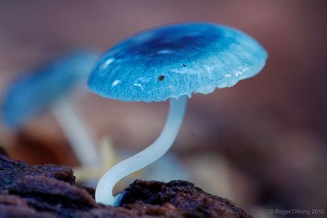 Health Benefits Of Mushrooms, Poisonous Mushrooms, Blue Mushroom, Slime Mould, Mushroom Fungi, Mushroom Art, A Cell, Grow Your Own Food, Watering Globe