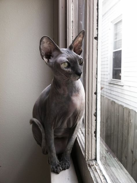 Oooooo how I love! Hairless Cat Aesthetic, Cute Hairless Cat, Hairless Cats, Sphynx Cats, Ugly Cat, Sphinx Cat, Dream's Cat, Ehlers Danlos, Owning A Cat