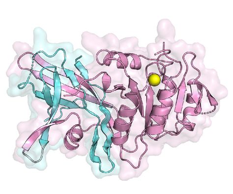 Scientists visualize the structure of a key enzyme that makes triglycerides -- A first look at the structure of the lipin enzyme. The structure shows how two essential regions (colored blue and pink), located on opposite ends of the protein in humans, come together to form a function enzyme to help make triglycerides. Credit: Stony Brook University Protein Structure Biology, Enzymes Biochemistry, Proteins Biology, Biotechnology Aesthetic, Enzymes Biology, Protein Biology, Tranquil Spaces, Biotechnology Art, Protein Structure