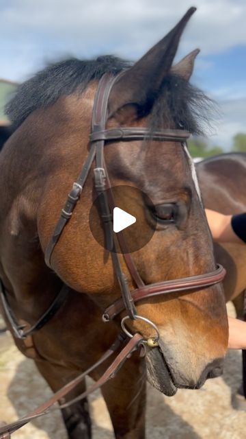 The Saddle People on Instagram: "🐴 Fitting higher withered horses 🗻

When fitting a horse with higher, more prominent withers, sufficient clearance above the wither is crucial. The saddle tree will need to be deeper to achieve a good balance, and the panels may require additional flocking to sit the saddle up. 🌟

Clearance is vital as it allows the withers and shoulders to move without friction. If there is not enough clearance, it can put pressure on the horse's wither and cause the saddle to rub, pinch and restrict movement, causing discomfort while riding. 

A good at home gage is to place your saddle on your horse and place your fingers beneath the pommel. You should be able to fit at least 2-3 fingers beneath; if not, your saddle may be too wide; if you can fit more, your saddle ma Horse Tack, A Horse, Not Enough, Enough Is Enough, Flocking, Need This, Saddle, Horses, Instagram