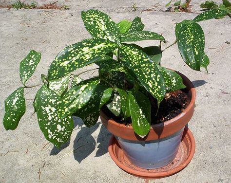 Dracena godseffiana Indoor Herb Garden, Gold Dust, Backyard Living, Apartment Garden, House Plant, Garden Crafts, Backyard Landscaping Designs, Herb Garden, Green Thumb