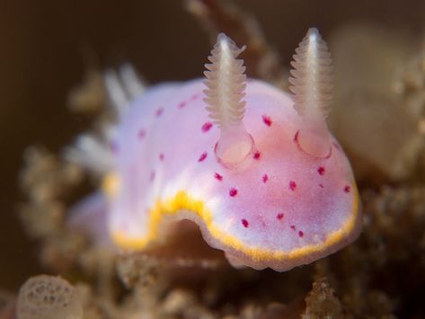 nudibranch | Chromodoris woodwardae. Kurnell, Botany Bay | Doug Anderson | Flickr Cool Sea Creatures, Cool Animals, Botany Bay, Deep Sea Creatures, Sea Snail, Beautiful Sea Creatures, Sea Slug, Underwater Creatures, Pretty Animals