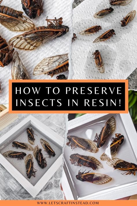 Learn how to preserve insects in resin, including how to get rid of bubbles in resin and how to avoid them in the first place by mixing the right way! I’m also sharing how to dry and prep insects for resin using dead Brood X cicadas. Insects In Resin, Amazing Clear Cast Resin, Insect Taxidermy, How To Make Resin, Insect Wings, Bug Collection, Insect Collection, Diy Epoxy, Resin Uses