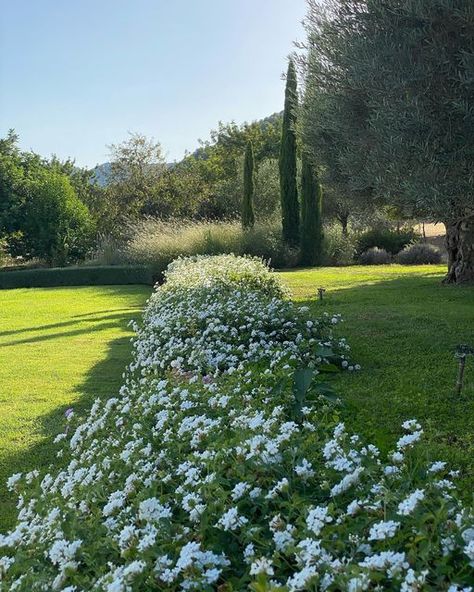 FREER LIVING STUDIO on Instagram: "The Lantana Montevidensis hedge is in full bloom💚sweet scented feels just like cotton buds right now. Forms a divisory wall between these two terraces enhancing the views-and adds another touch of white I love so much! Have you used Lantana in your gardens before? . . 🌱info@freerliving.com🌱 . . @freerhomes @freerliving #freerliving #gardensofinstagram #interiordesign #freerhomes #landscapedesign #worldofinteriors #reformasintegrales #renovation #bespokehom White Lantana, Cotton Buds, World Of Interiors, Sweet Scents, In Full Bloom, New Builds, Hedges, Landscape Design, Reno