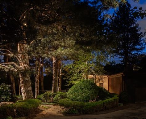 Tree Lighting Ideas: 4 Concepts For Lighting Your Evergreens & Pine Trees in Your Landscape Tree Lighting Ideas, Oak Trees Landscaping, Low Voltage Outdoor Lighting, Luxury Landscape, Outdoor Lighting Ideas, Garden Spotlights, Landscape Lighting Design, Luxury Landscaping, View Point