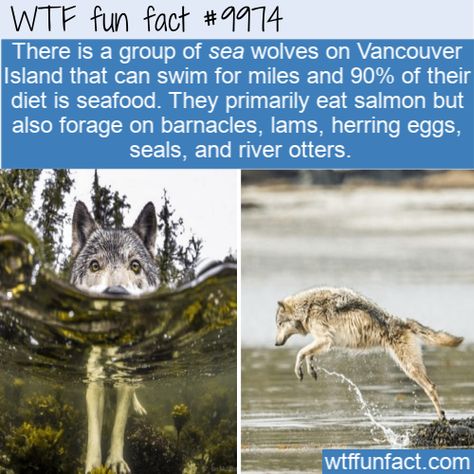 WTF Facts : funny, interesting & weird facts Fun Animal Fact - Sea Wolves #wtf #funfact #wtffunfact 9974 #Animals #coastal wolf #random fact #random facts #random funny fact #sea wolf #Vancouver Island #wolves #wtf fun fact Wolves Facts, Coastal Wolf, Wolf Facts, Facts About Wolves, Animal Fun Facts, Sea Wolves, Funny Weird Facts, Weird Animal Facts, Sea Wolf