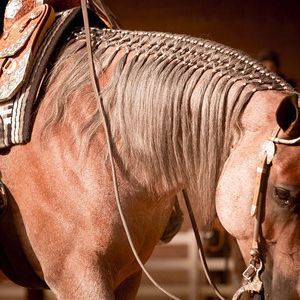 In recent years, the horse show industry has been witness to a growing trend. Long, flowing manes have become a common sight, and not just in the western pleasure and ranch riding arenas. Events as traditional as showmanship and equitation have experienced an increasing number of horses showing with long manes. For years, the industry … Horse Mane Braids, Horse Hair Braiding, Horse Braiding, Western Pleasure Horses, Ranch Riding, Horse Clipping, Horse Care Tips, Horse Show Clothes, Horse Mane